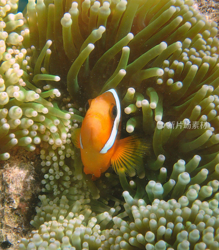 海葵中的橙色小丑鱼(Amphiprion percula)